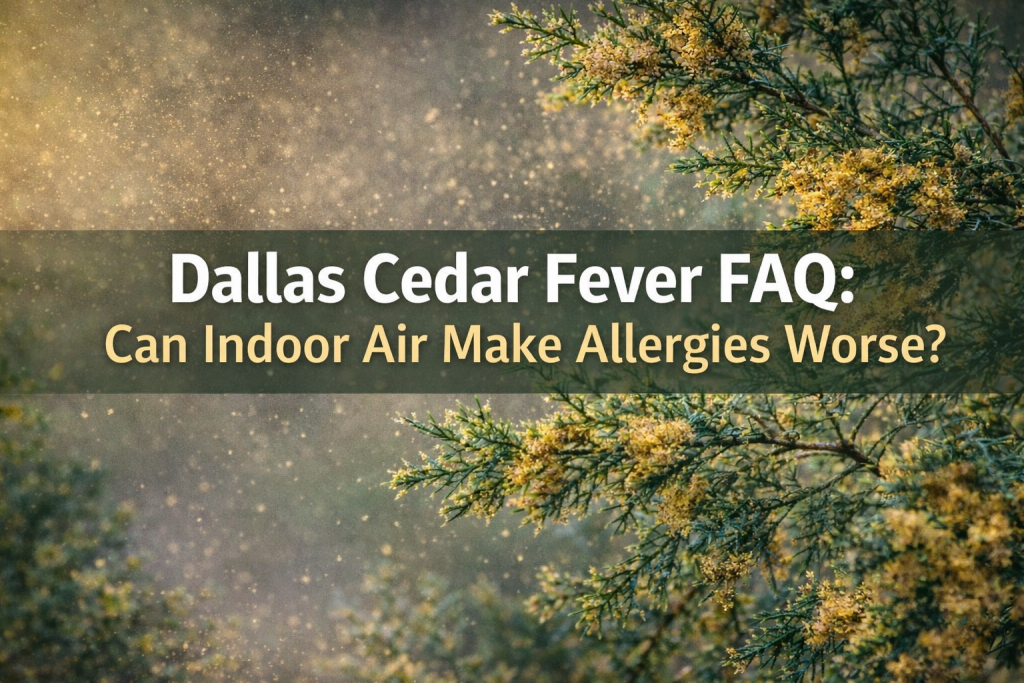 cedar trees releasing pollen allergens